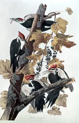 Pileated Woodpeckers